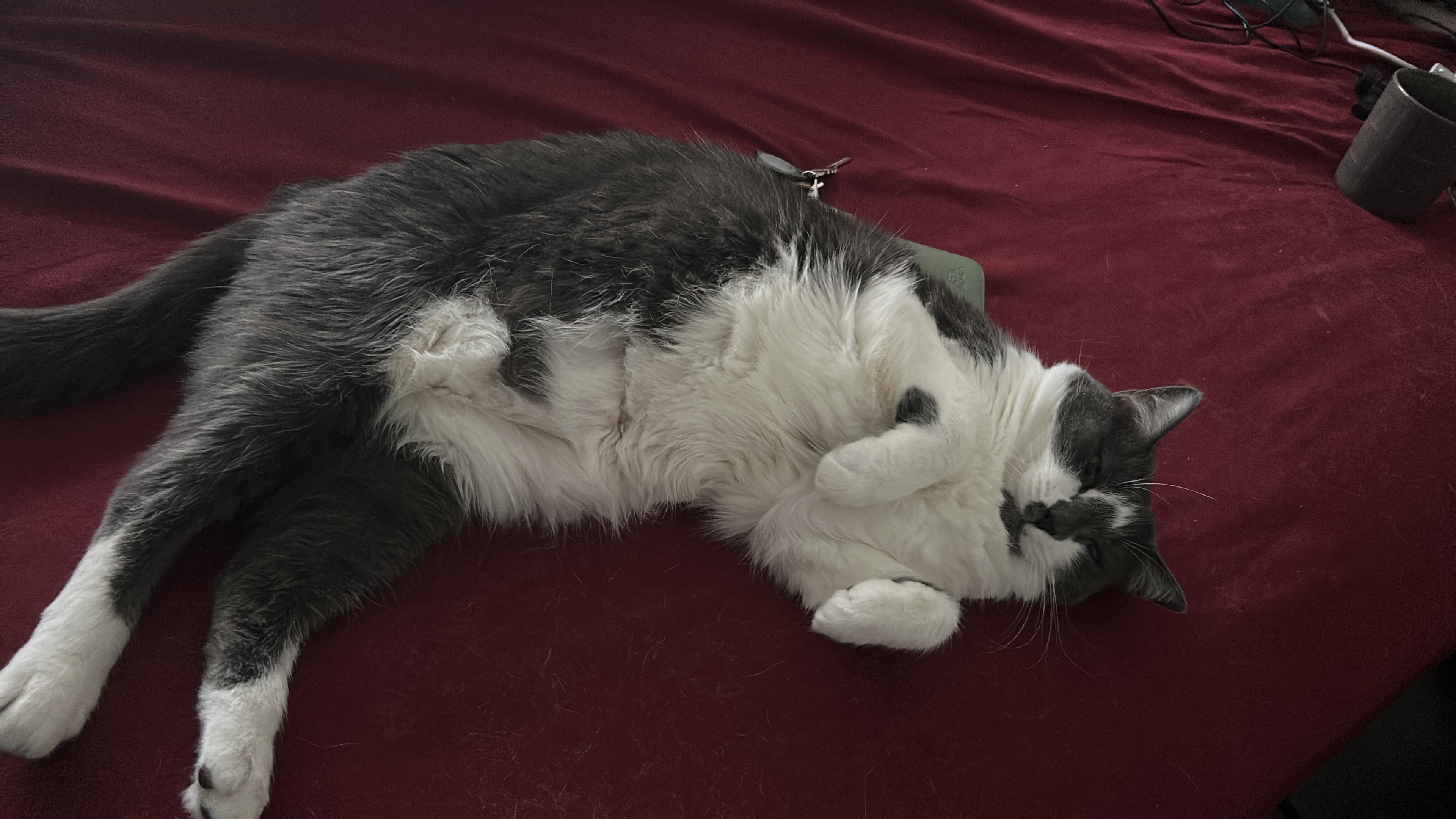 storm the cat napping like a rabbit